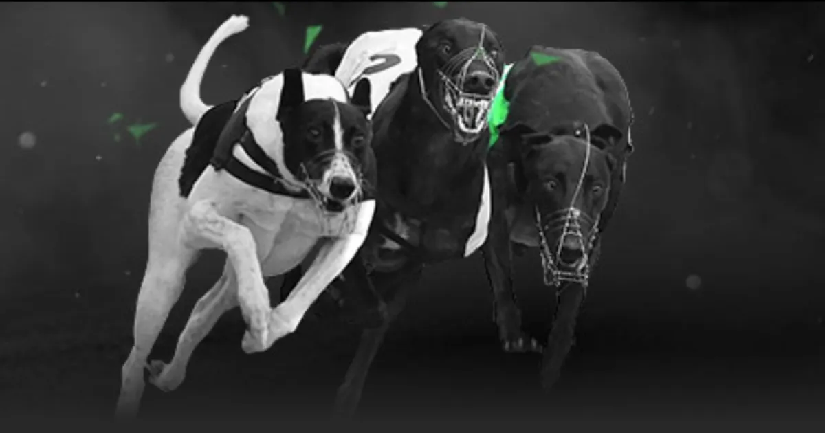 独家视频丨,习近平,祝愿大家在,彩票网站,彩票APP,彩票开奖,彩票购买,彩票平台,实时开奖,彩票预测